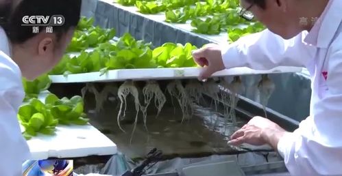 科技賦能“菜籃子” 看蔬菜大棚如何變身“綠色車(chē)間”，直達(dá)新鮮零售